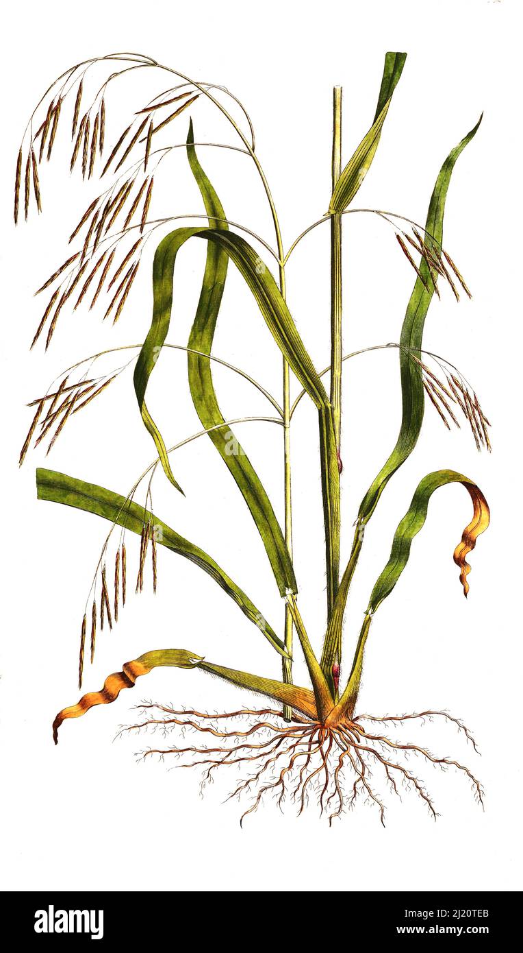 Bromus hirsutus, historical, digital improved reproduction of an ...