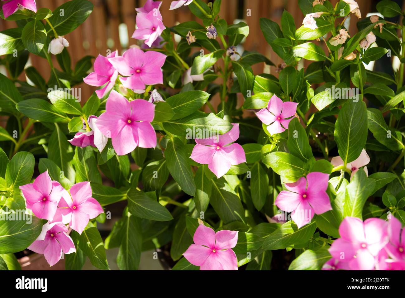 Catharanthus roseus, commonly known as bright eyes, Cape periwinkle, graveyard plant, Madagascar periwinkle, old maid, pink or rose periwinkle. Select Stock Photo