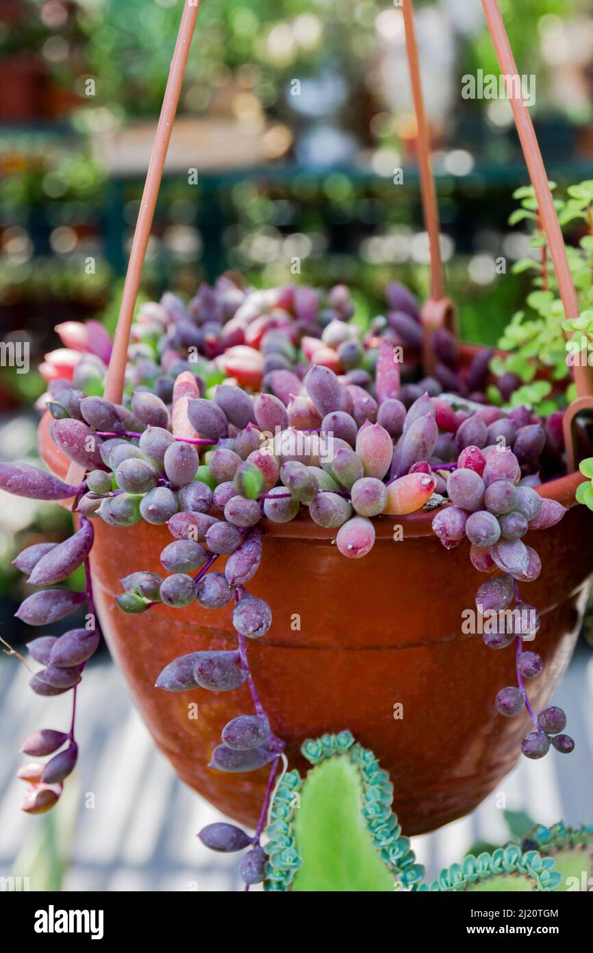 ALTMAN PLANTS 6 in. Ruby Necklace (Othonna Capensis) Live Houseplant in  Hanging Basket 0872804 - The Home Depot