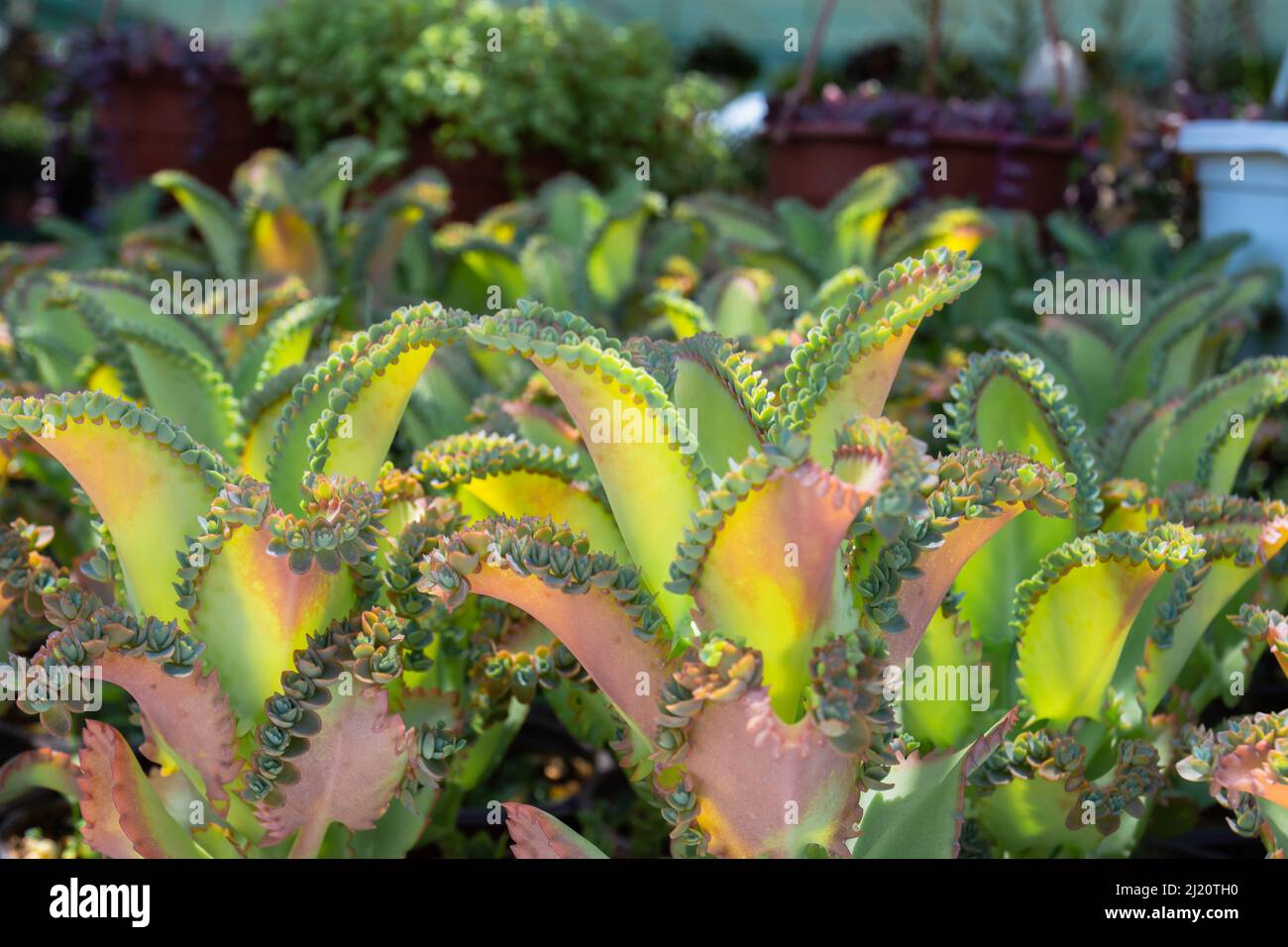 Kalanchoe daigremontiana, formerly known as Bryophyllum daigremontianum and commonly called mother of thousands, alligator plant, or Mexican hat plant Stock Photo