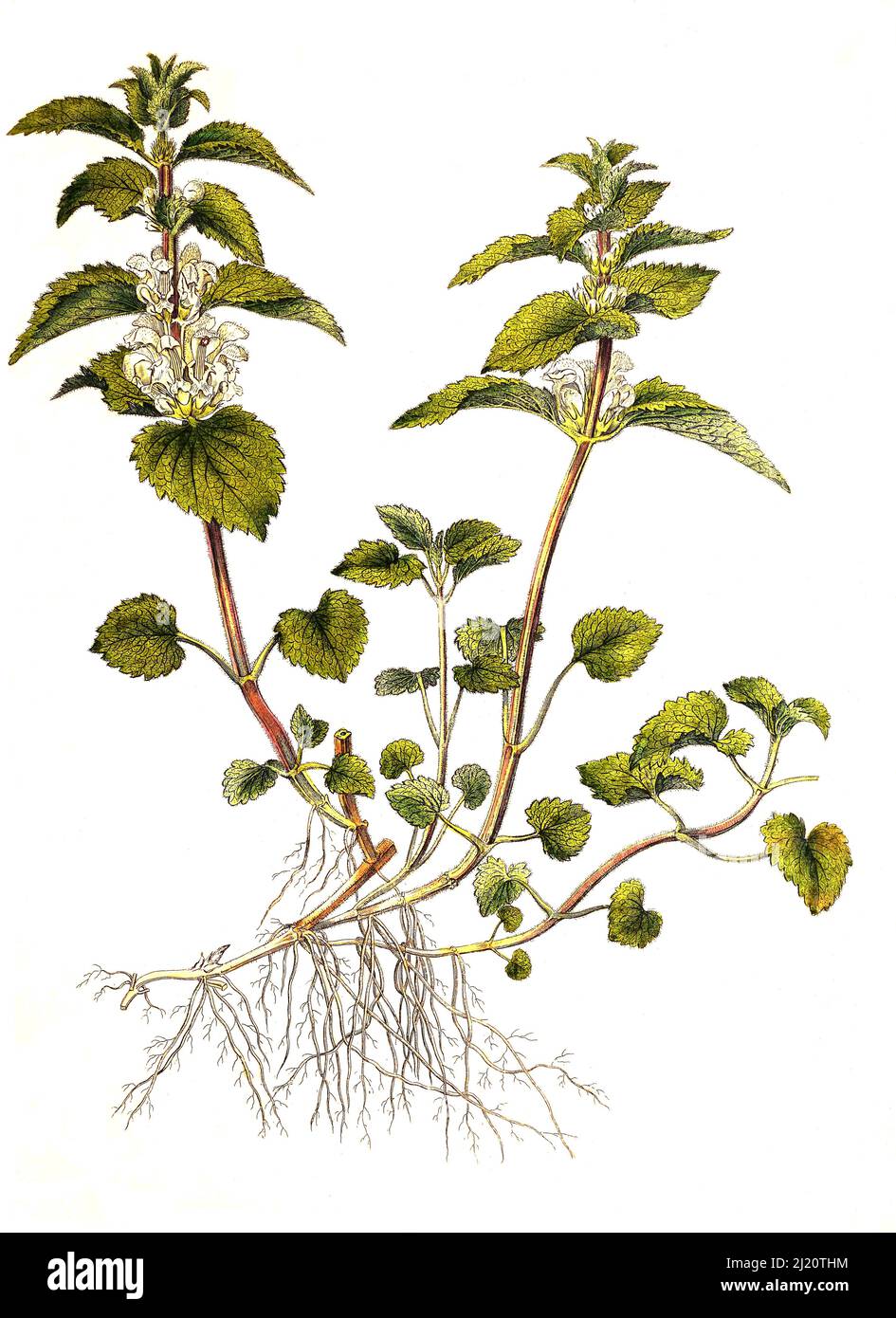 Dead-nettle: the herbaceous plant in detail - Plantura