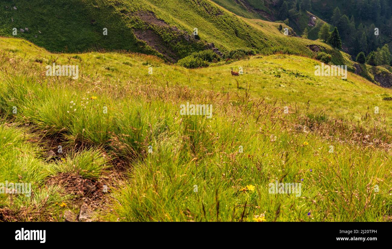 Chamois on mountain meadow bellow Col di Lana mountain peak summit in the Dolomites Stock Photo