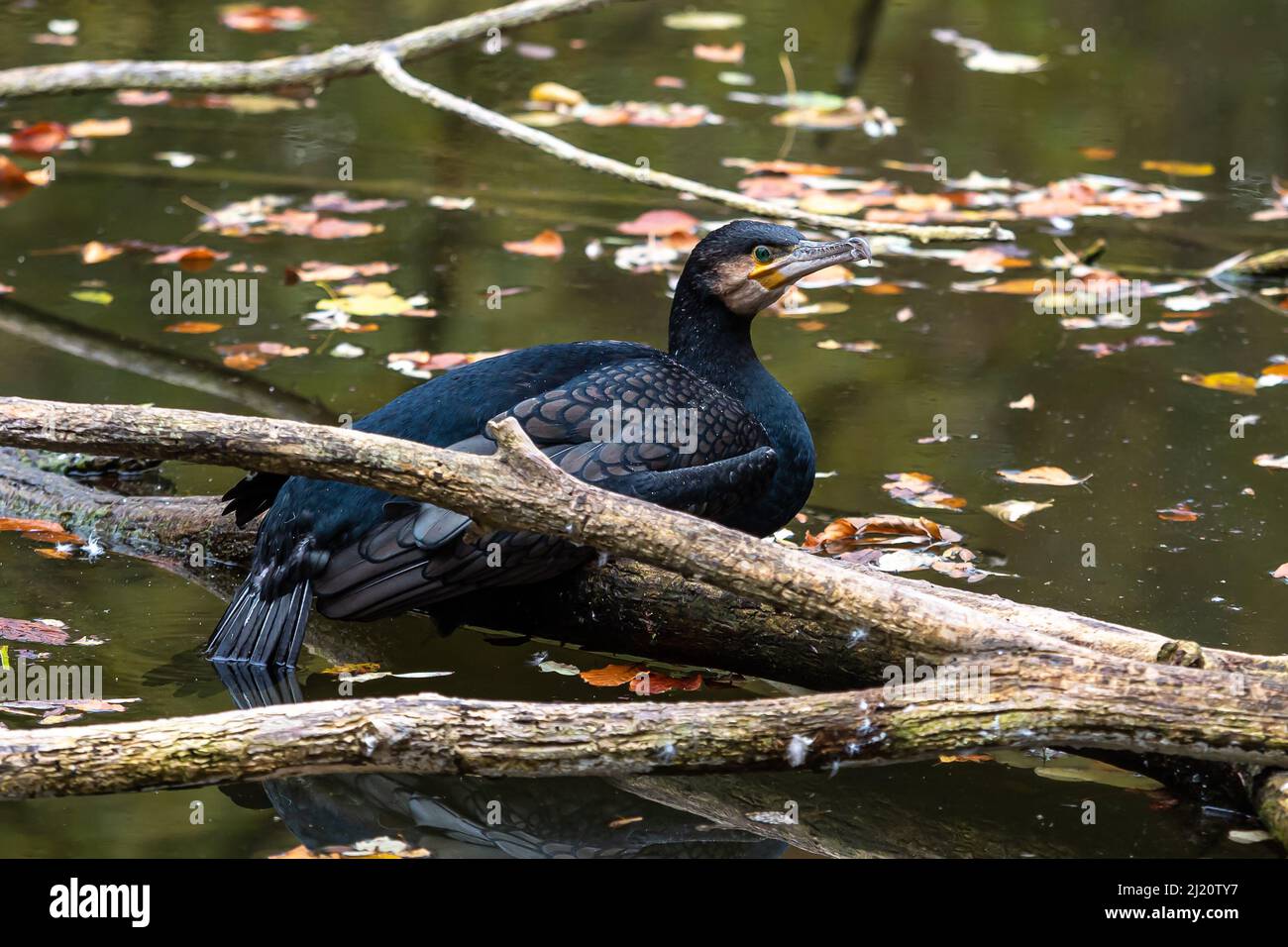 The great cormorant, Phalacrocorax carbo known as the great black