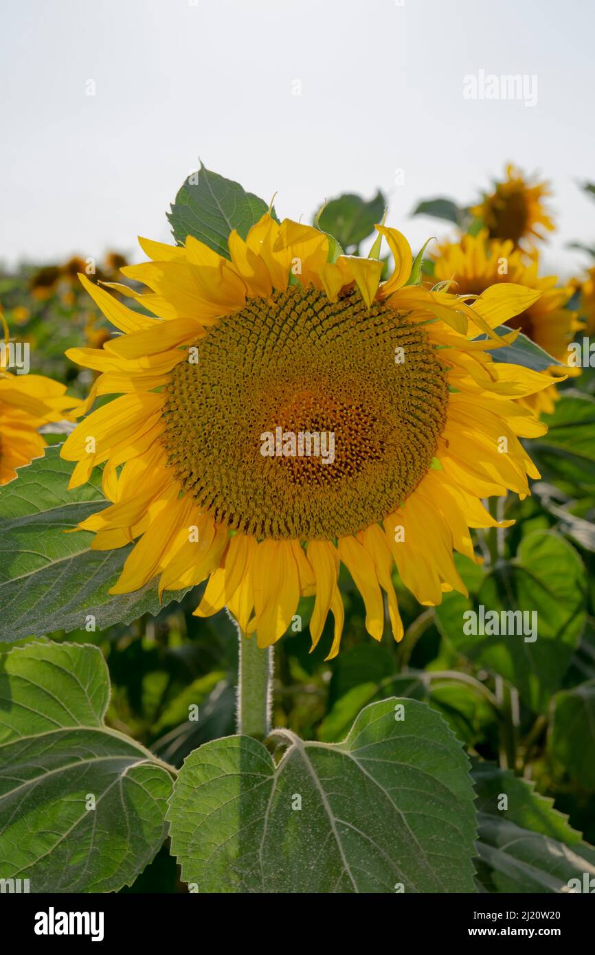 Sunny day beautiful hi-res stock photography and images - Alamy