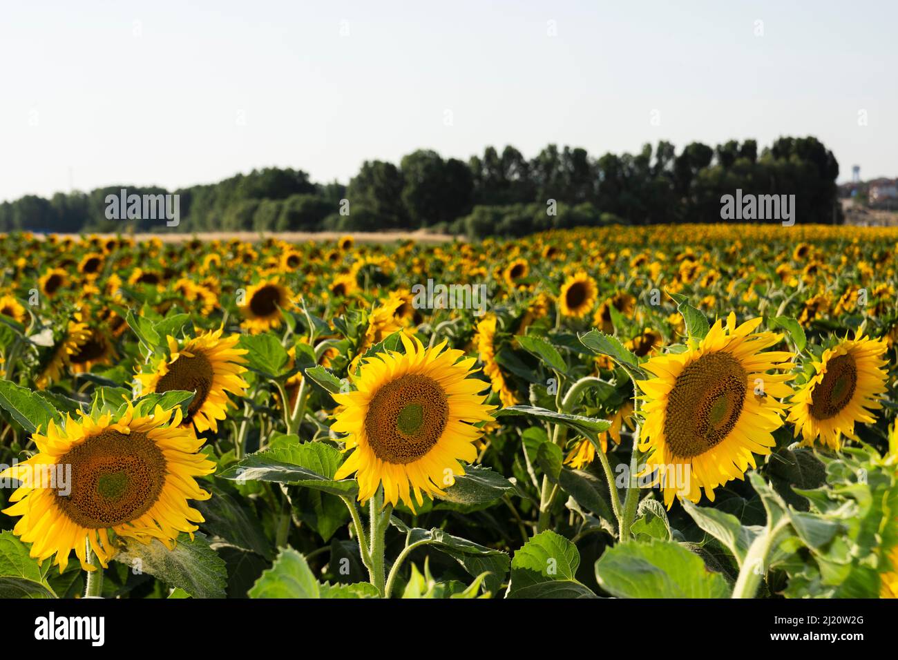 Sun Flower Field at sunny day ,beautiful sunflowers Stock Photo - Alamy