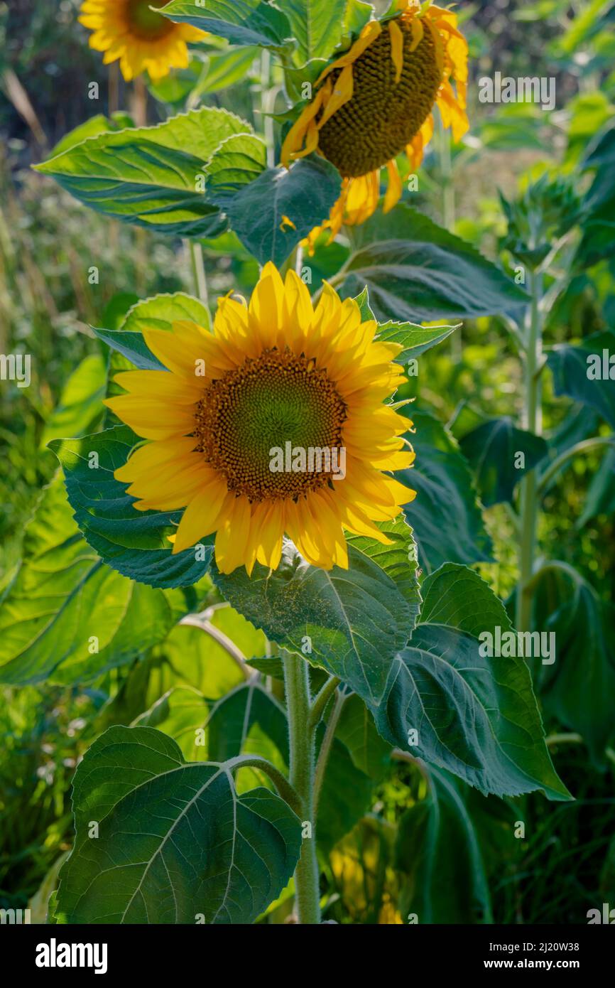 Sun Flower Field at sunny day ,beautiful sunflowers. Stock Photo
