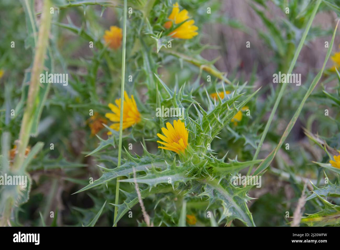 Benedictine herb, Cnicus, Benedictus is an important medicinal plant and poisonous plant with orange flowers. Stock Photo