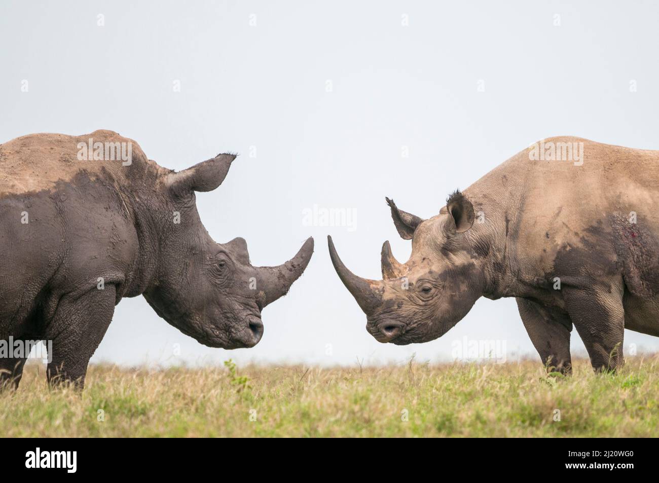 Black rhino (Diceros bicornis) and White Rhino (Ceratotherium simum) bulls facing off. Solio Game Reserve, Laikipia, Kenya. September. Stock Photo