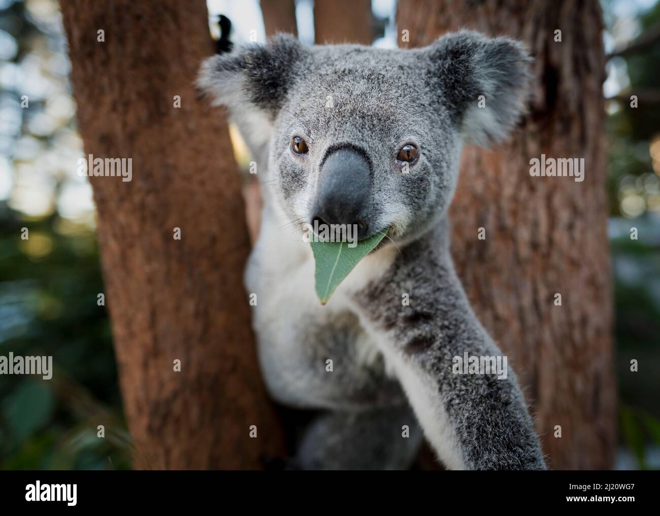 Koala (Phascolarctos cinereus), rescued joey eating gum leaf whilst in tree, reaching out arm. Temporarily captive. Return to the Wild rescue centre, Stock Photo