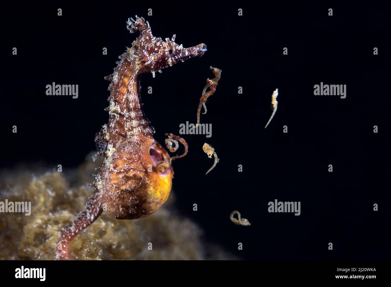 Male Korean seahorse (Hippocampus haema) giving birth. Some of the babies are still curled up inside their egg membranes. Kumamoto Prefecture, Kyushu, Stock Photo