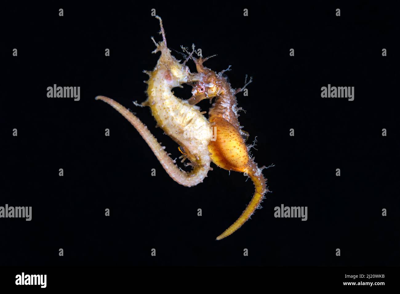 Korean seahorses (Hippocampus haema) engaged in spawning. The lighter ...