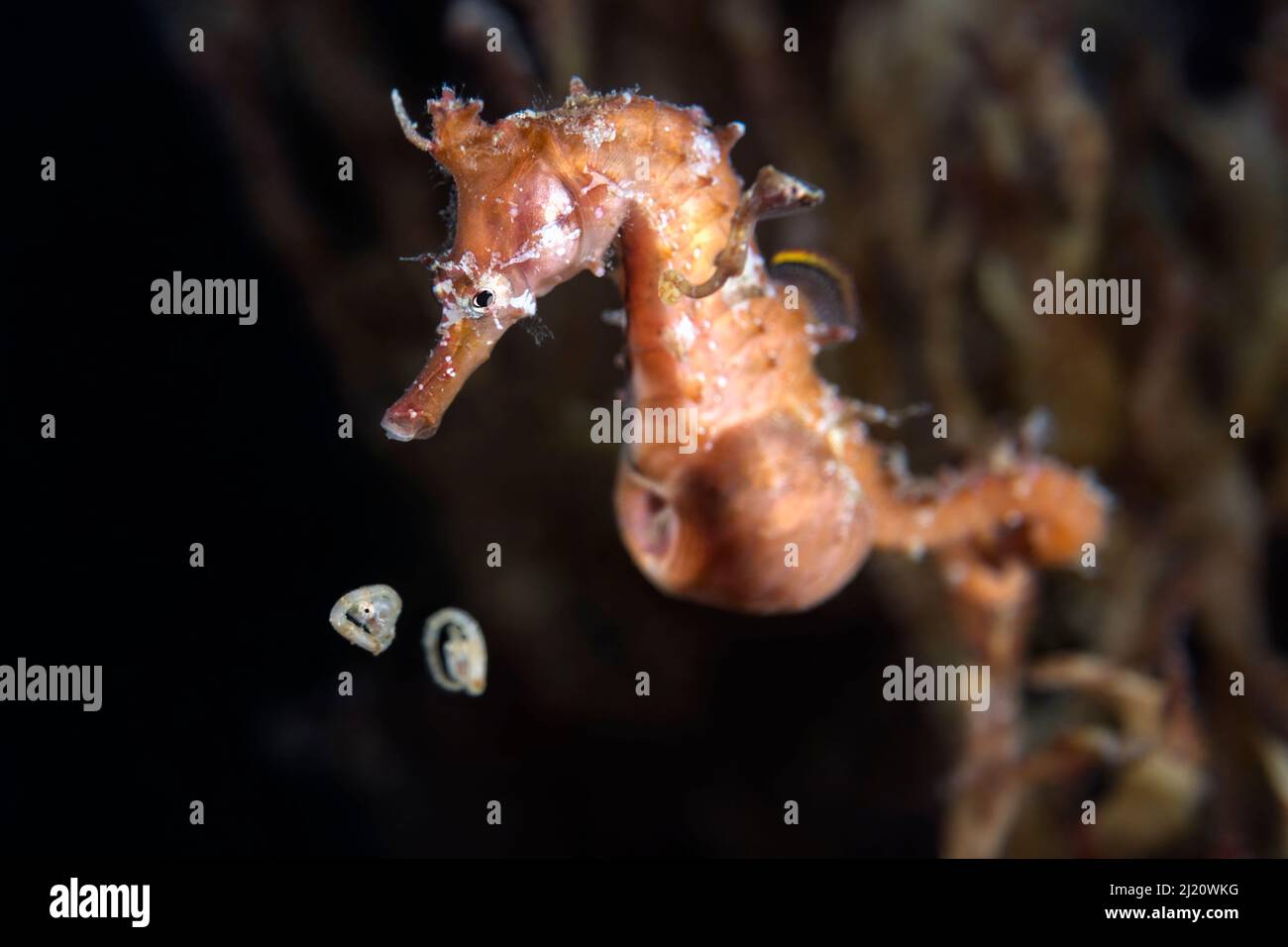 Male Korean seahorse (Hippocampus haema) giving birth. The babies are still curled up inside the egg membranes. Kumamoto Prefecture, Kyushu, Japan. Stock Photo