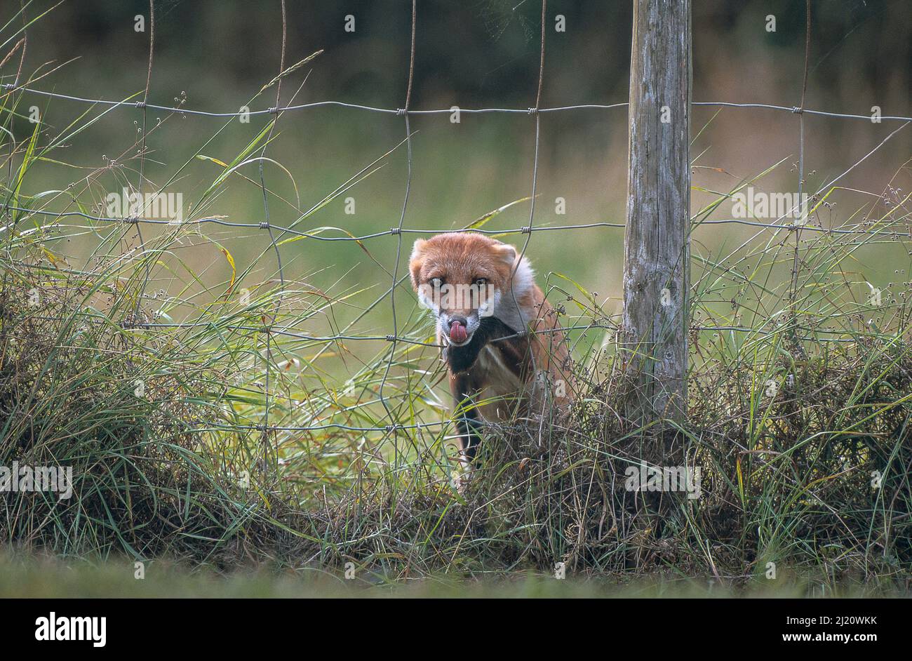 Red fox (Vulpes vulpes) climbing through wire fence. Stock Photo