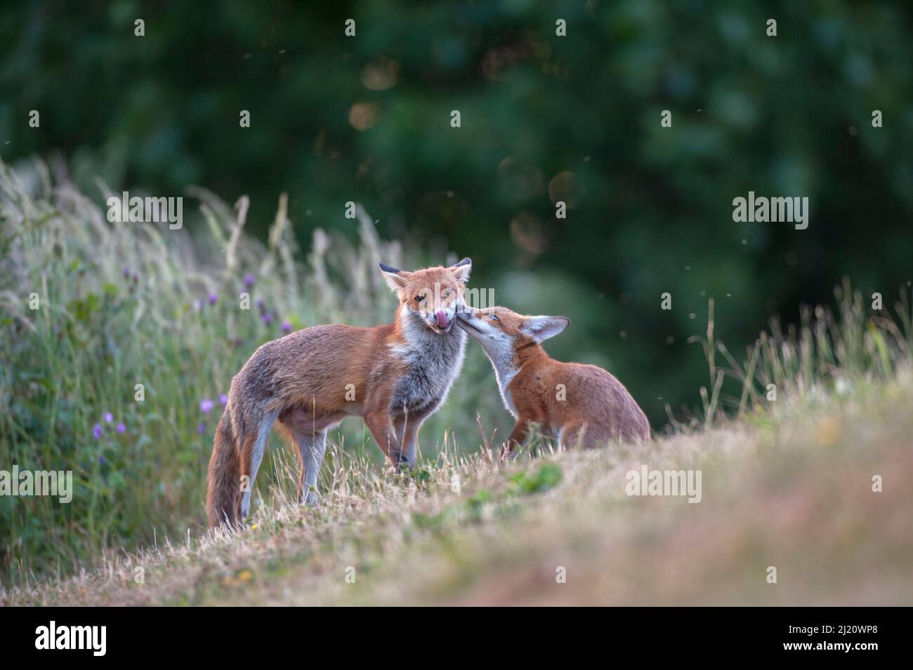 Red fox (Vulpes vulpes) cub in pasture asking vixen for food, England. Stock Photo