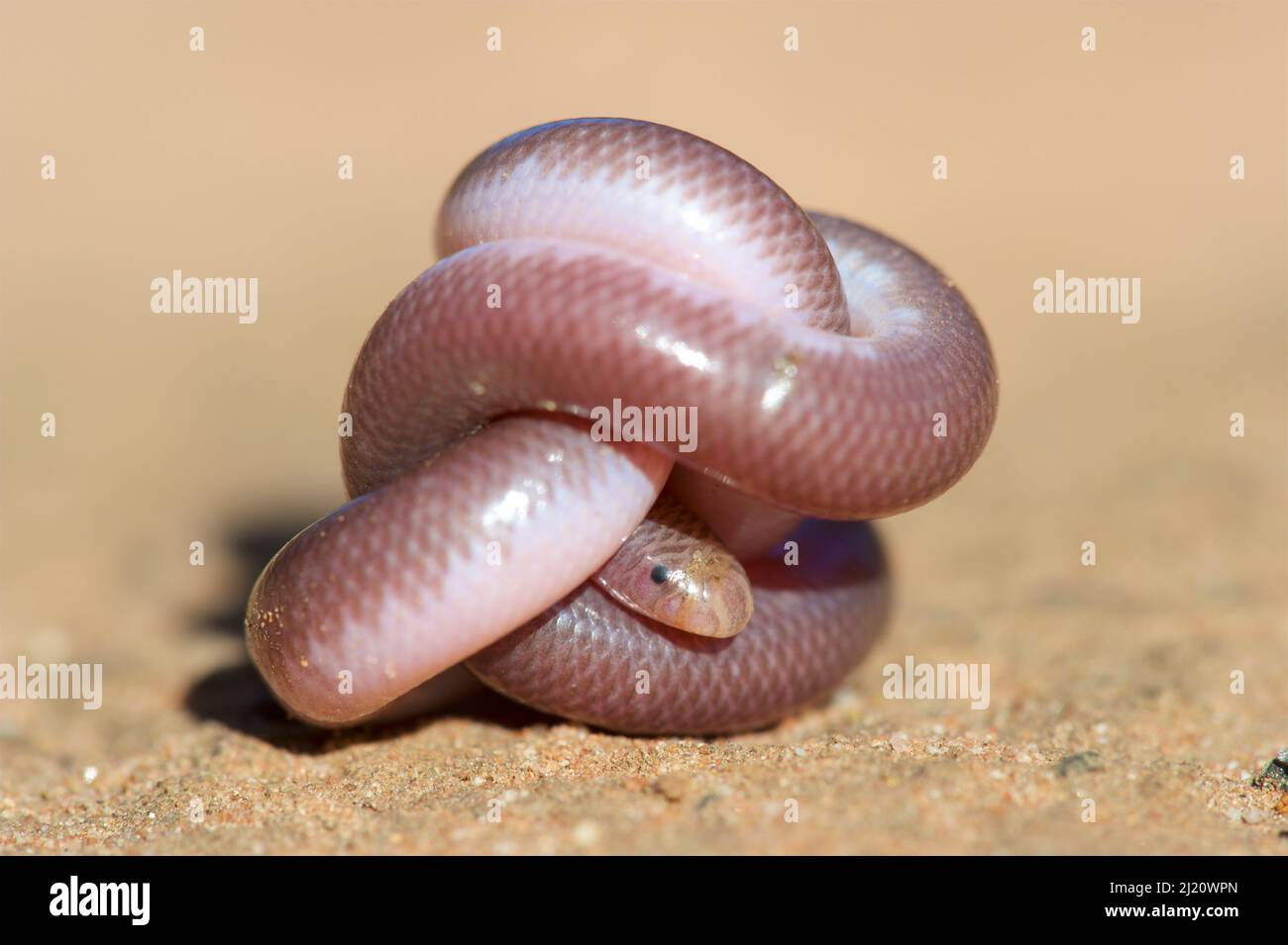 Southern blind snake (Anilios australis) coiled into ball on sand. Stirling Range National Park, Western Australia. November. Stock Photo