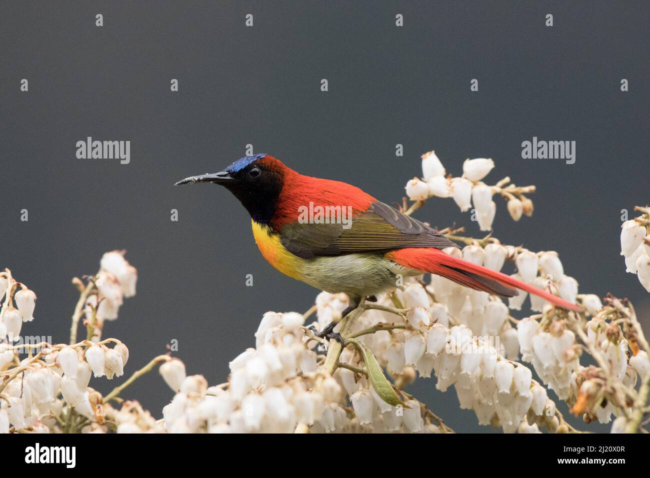 Fire-tailed sunbird (Aethopyga ignicauda) perched amongst blossom. North Sikkim, India. April. Stock Photo
