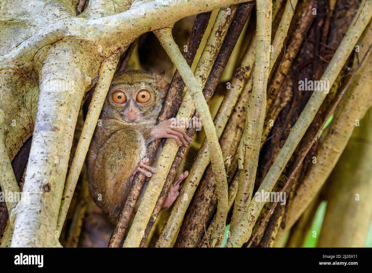 Spectral tarsier (Tarsius spectrum) in day-time roost tree (Ficus sp.). Tangkoko National Park, Sulawesi, Indonesia. Stock Photo