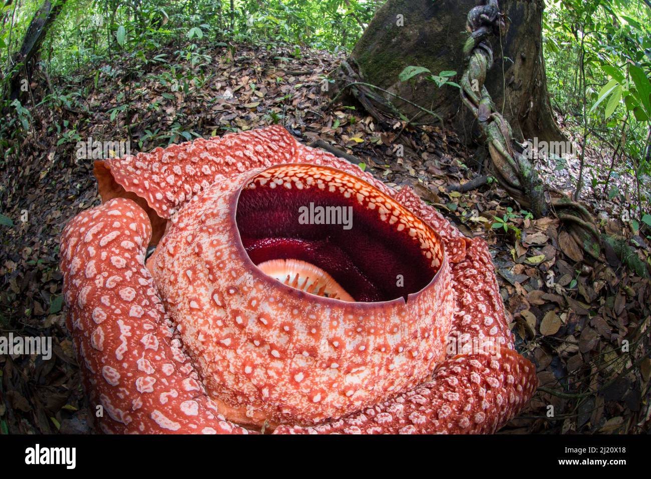 Rafflesia flower (Rafflesia keithii) growing from Tetrastigma vine on