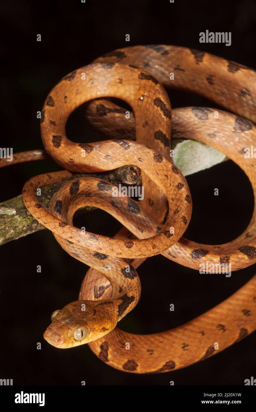 Northern cat-eyed snake (Leptodeira septentrionalis) coiled around ...