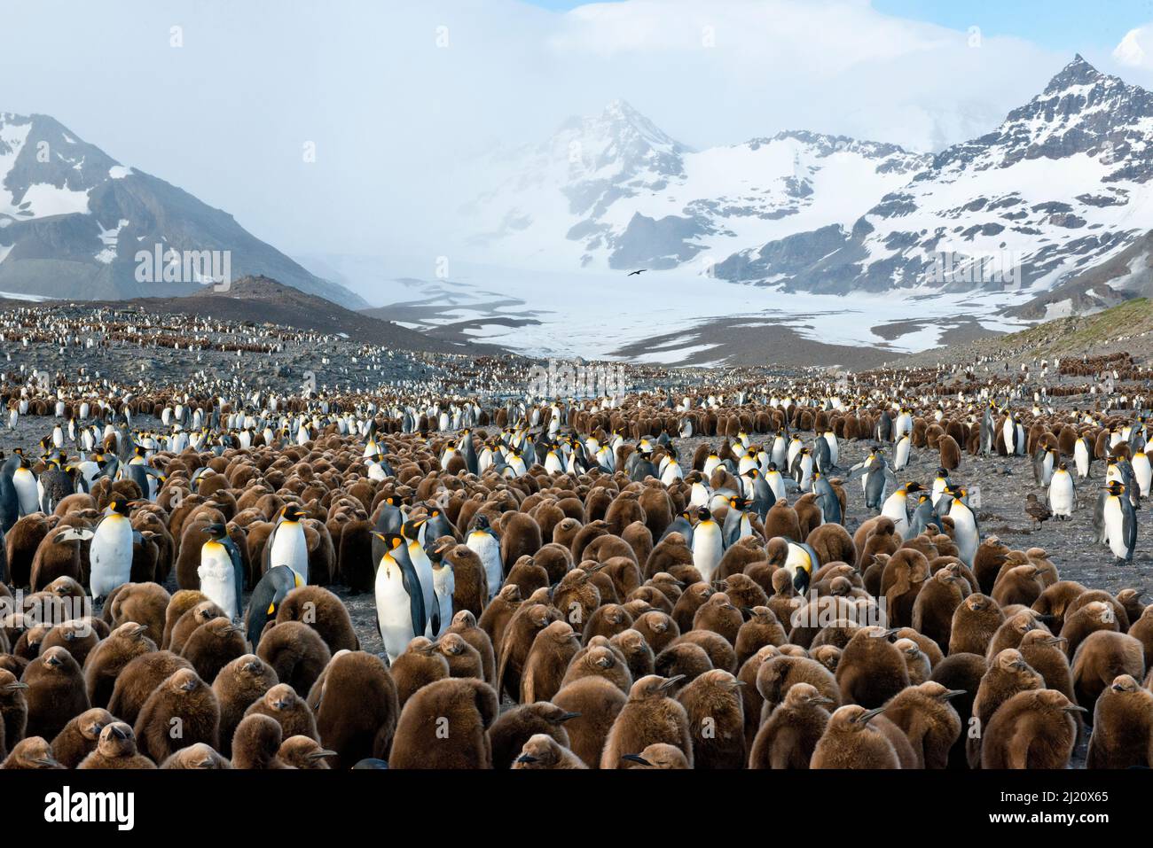 King penguin (Aptenodytes patagonicus) colony with a population of 200,000 birds at St. Andrews Bay, South Georgia Island, Antarctica. Stock Photo