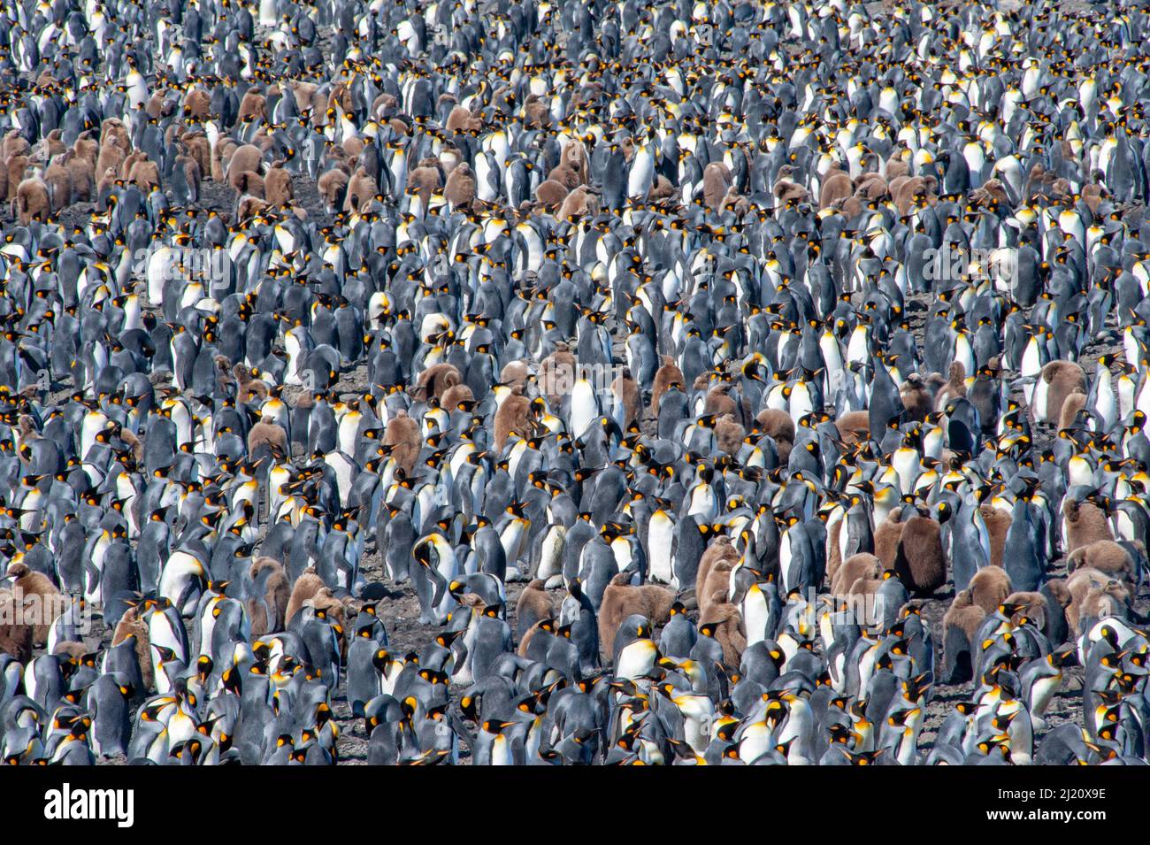 King penguin (Aptenodytes patagonicus) breeding colony, Salisbury Plain, South Georgia. Stock Photo