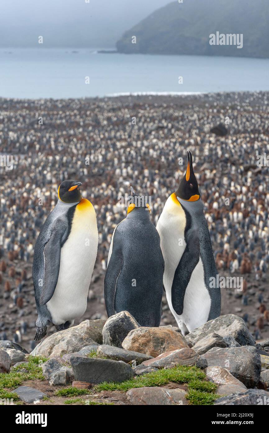 King Penguin (Aptenodytes patagonicus) colony at Salisbury Plain, South Georgia.  View down on the vast numbers. Stock Photo
