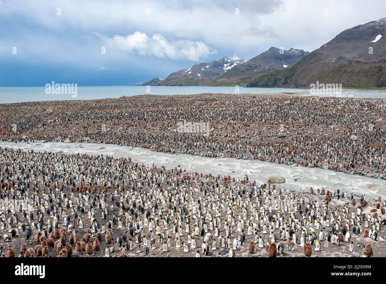 King Penguin (Aptenodytes patagonicus) colony next to river, at Salisbury Plain, South Georgia. Stock Photo