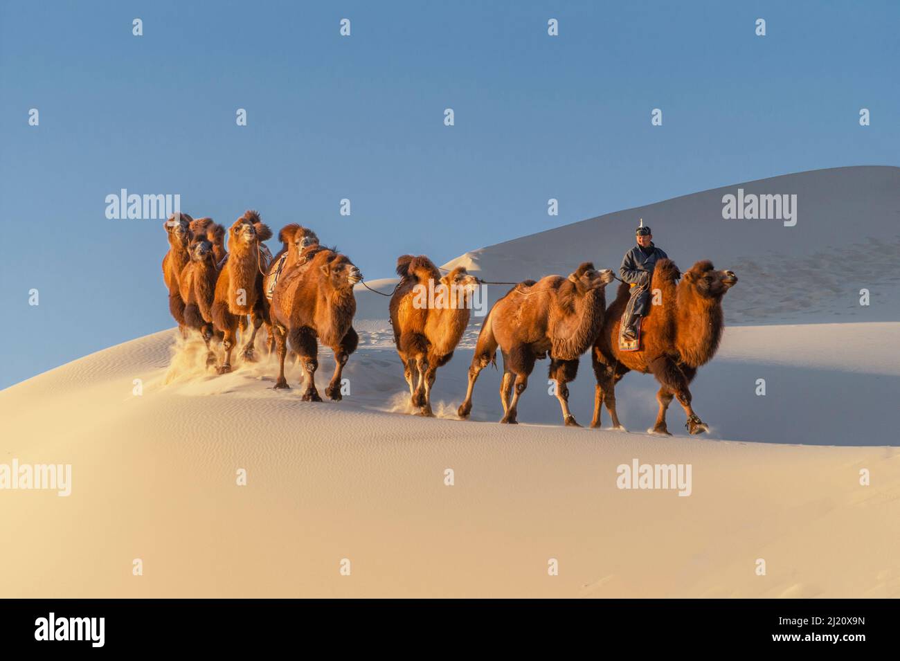 A herder with Bactrian camels riding in the Hongoryn Els sand dunes in the Gobi Desert in southern Mongolia. Stock Photo