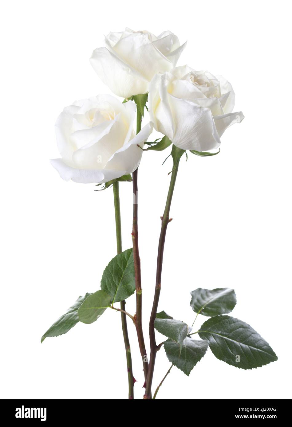 Three  white  Roses isolated on white background. Stock Photo