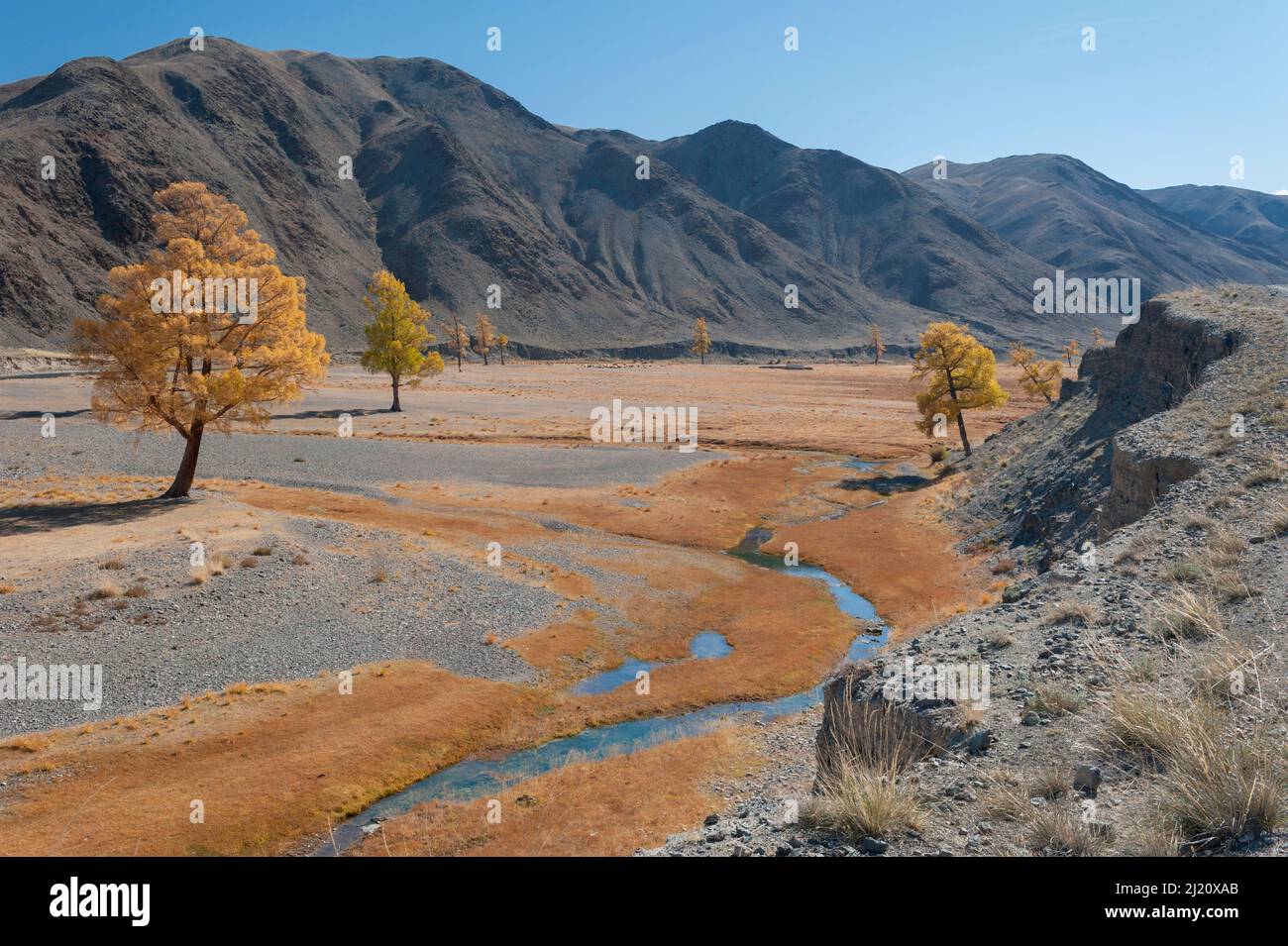 Autumn colour along meandering river bank, River Khovd, Altai Mountains, Bayan-Ulgii, Western Mongolia. Stock Photo