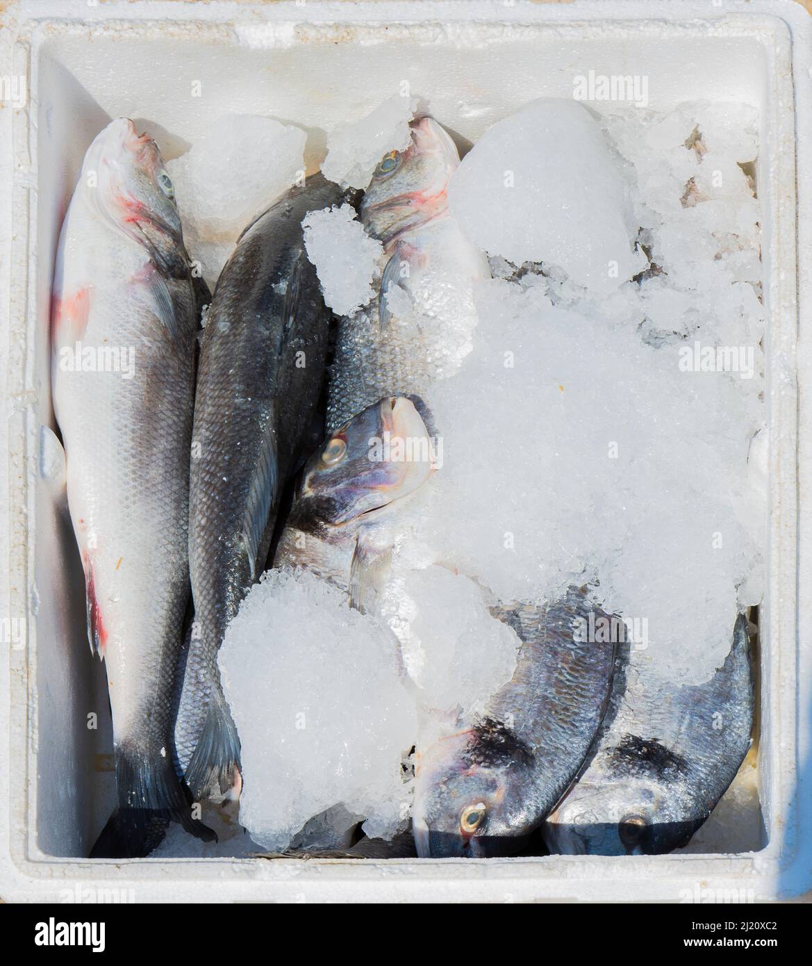 Frozen icy fish in box, sea bream in cardboard package box. Stock Photo