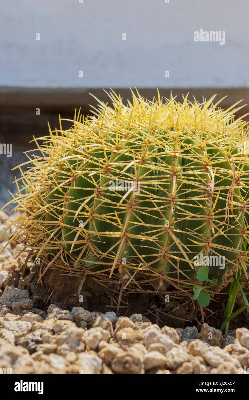 Big round cactus hi-res stock photography and images - Alamy
