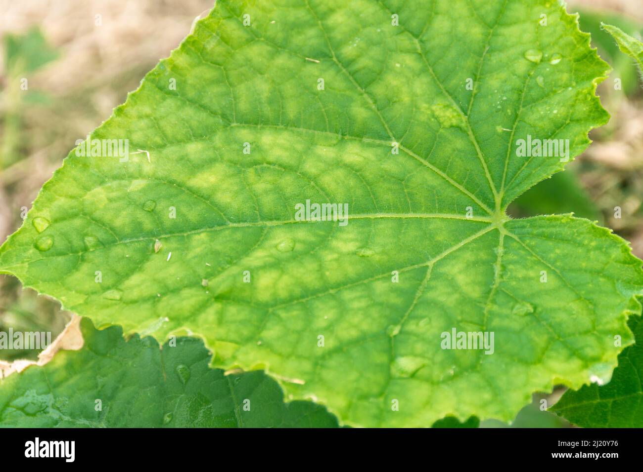 cucumber leaf with yellowish spots arising from lack of nutrition or unbalanced nutrition, selective focus Stock Photo