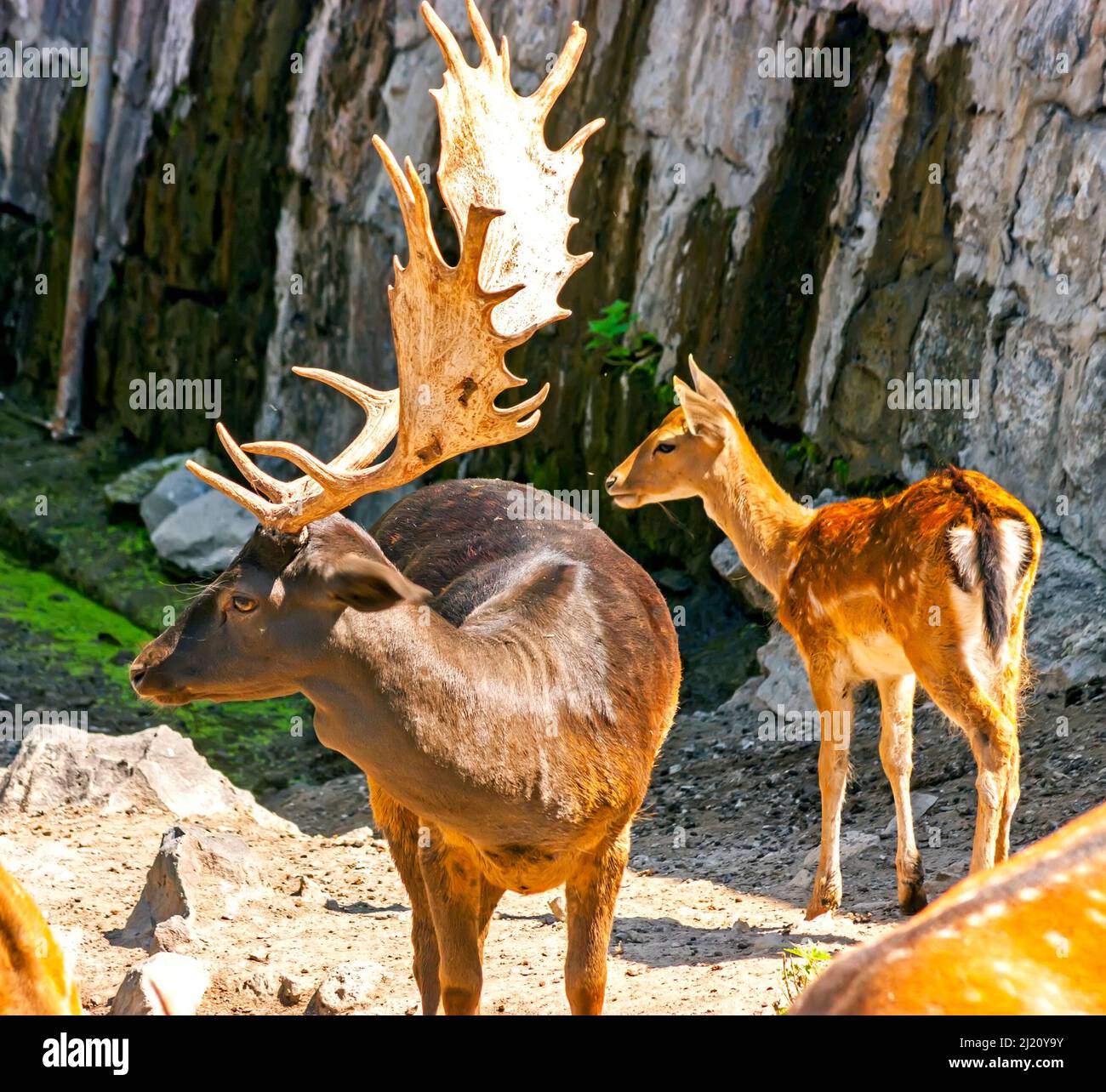 Deer in Yerevan Zoo,Armenia Stock Photo