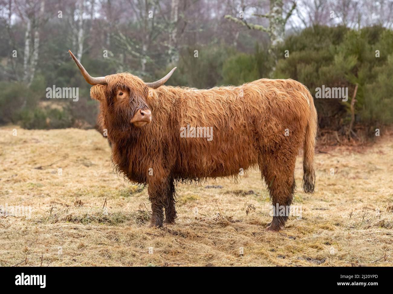 Highland cow standing in a field hi-res stock photography and images ...
