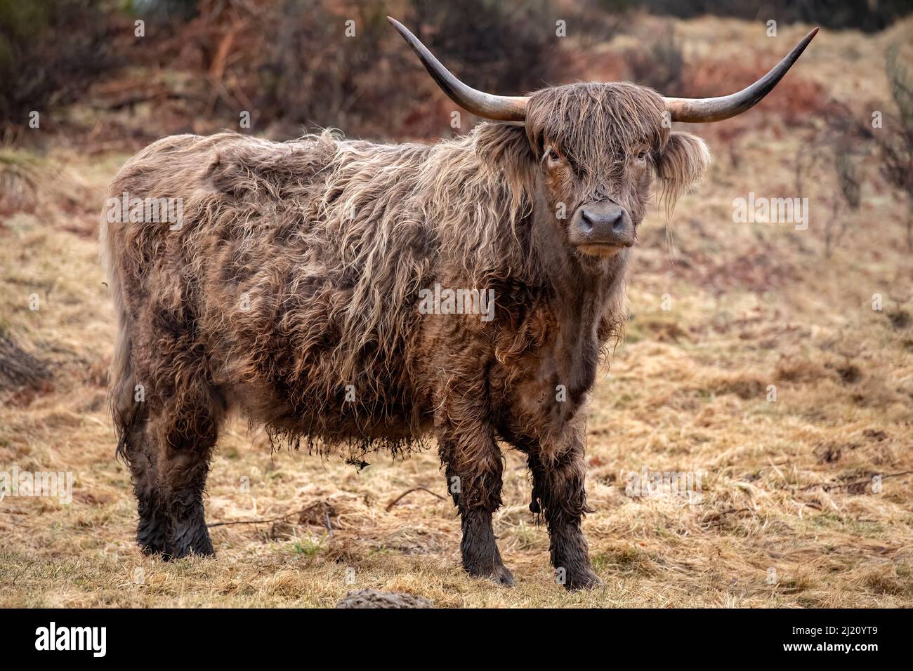 Highland cow in a field, close up in Scotland Stock Photo - Alamy