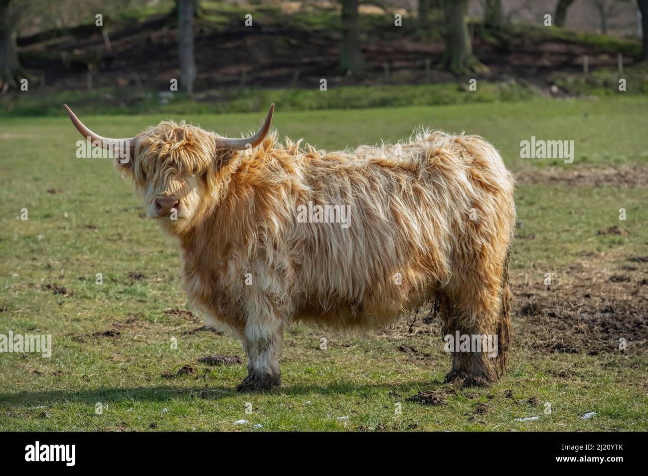 Highland cow in a field, close up in Scotland Stock Photo - Alamy