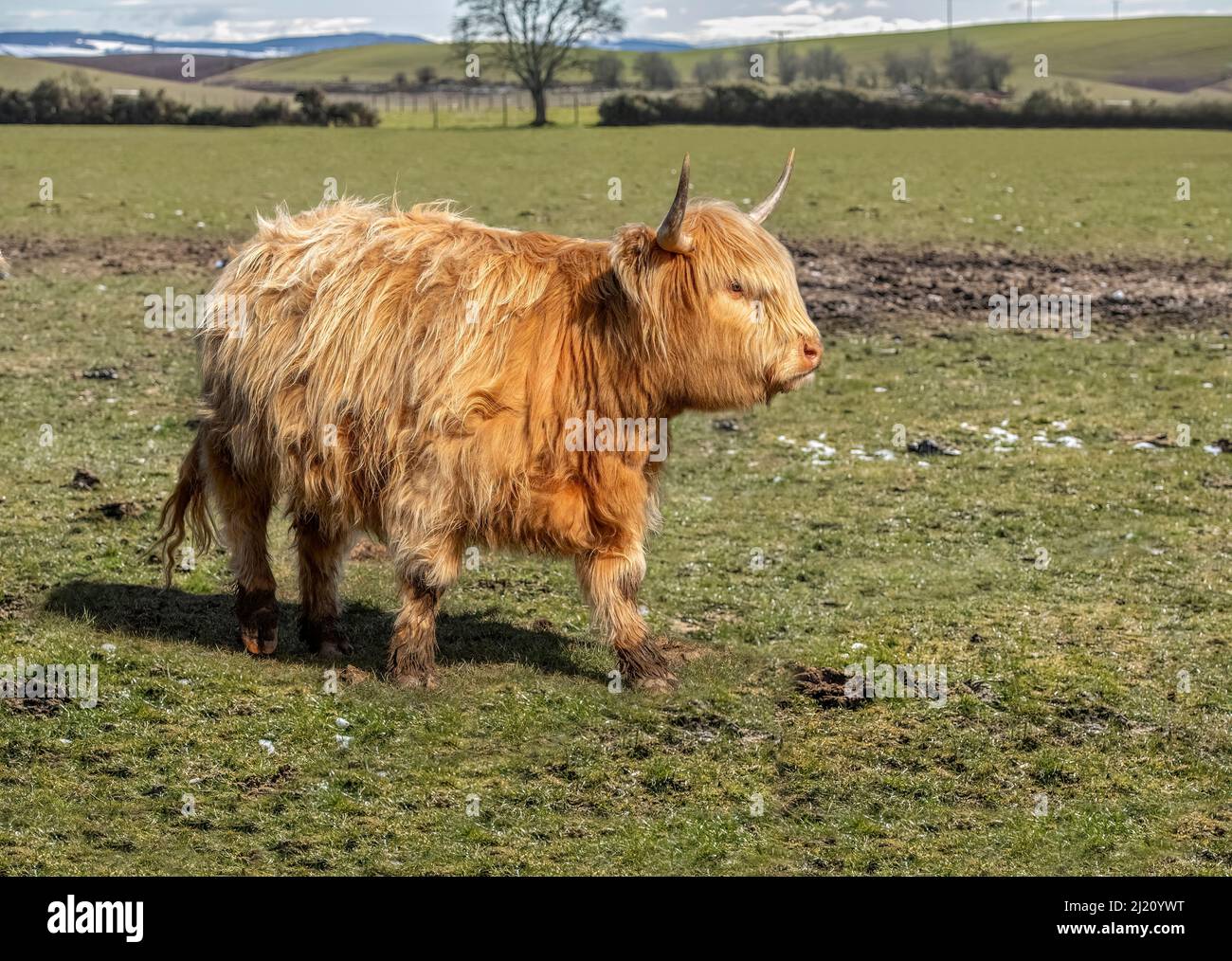 Highland cow in a field, close up in Scotland Stock Photo - Alamy