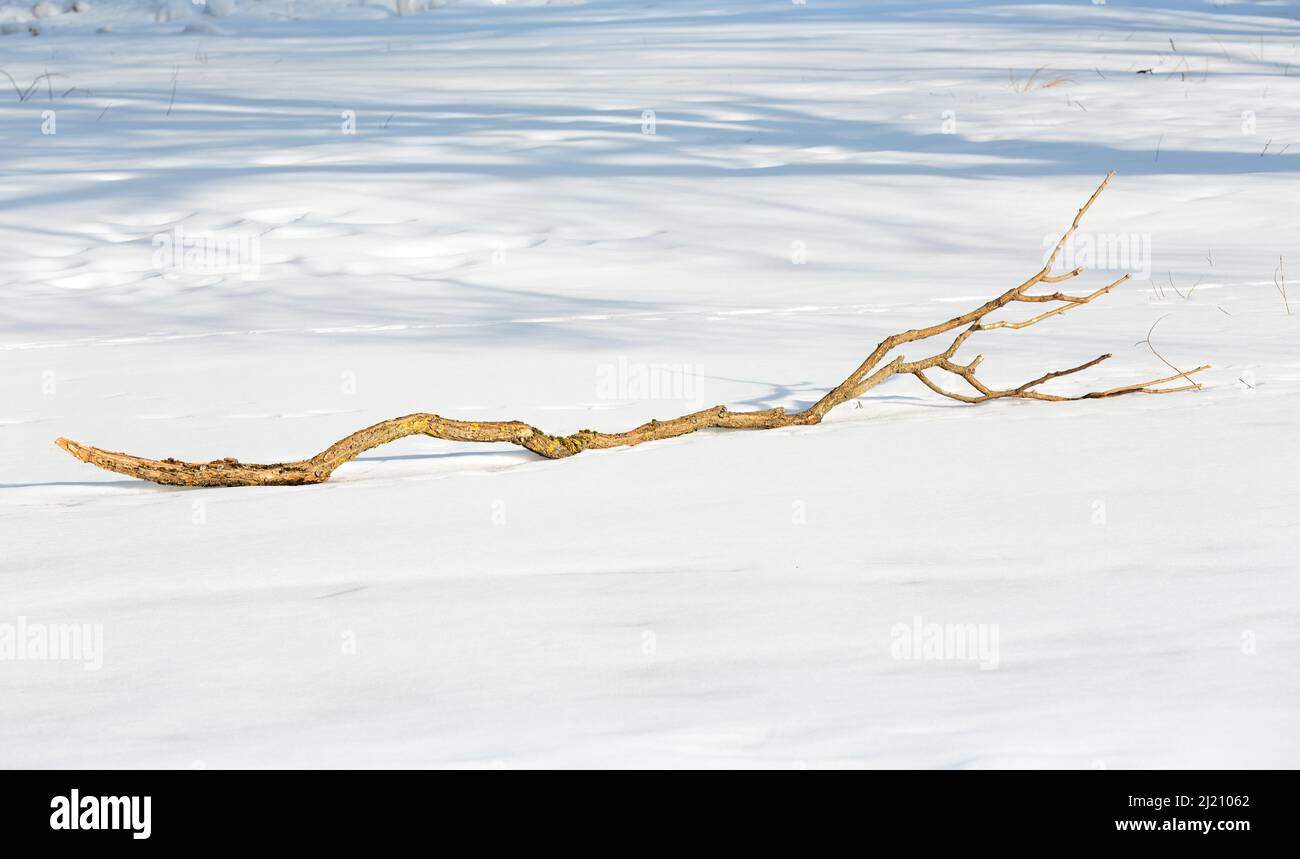 A fallen branch on snowy and icy ground on a sunny springlike day Stock Photo