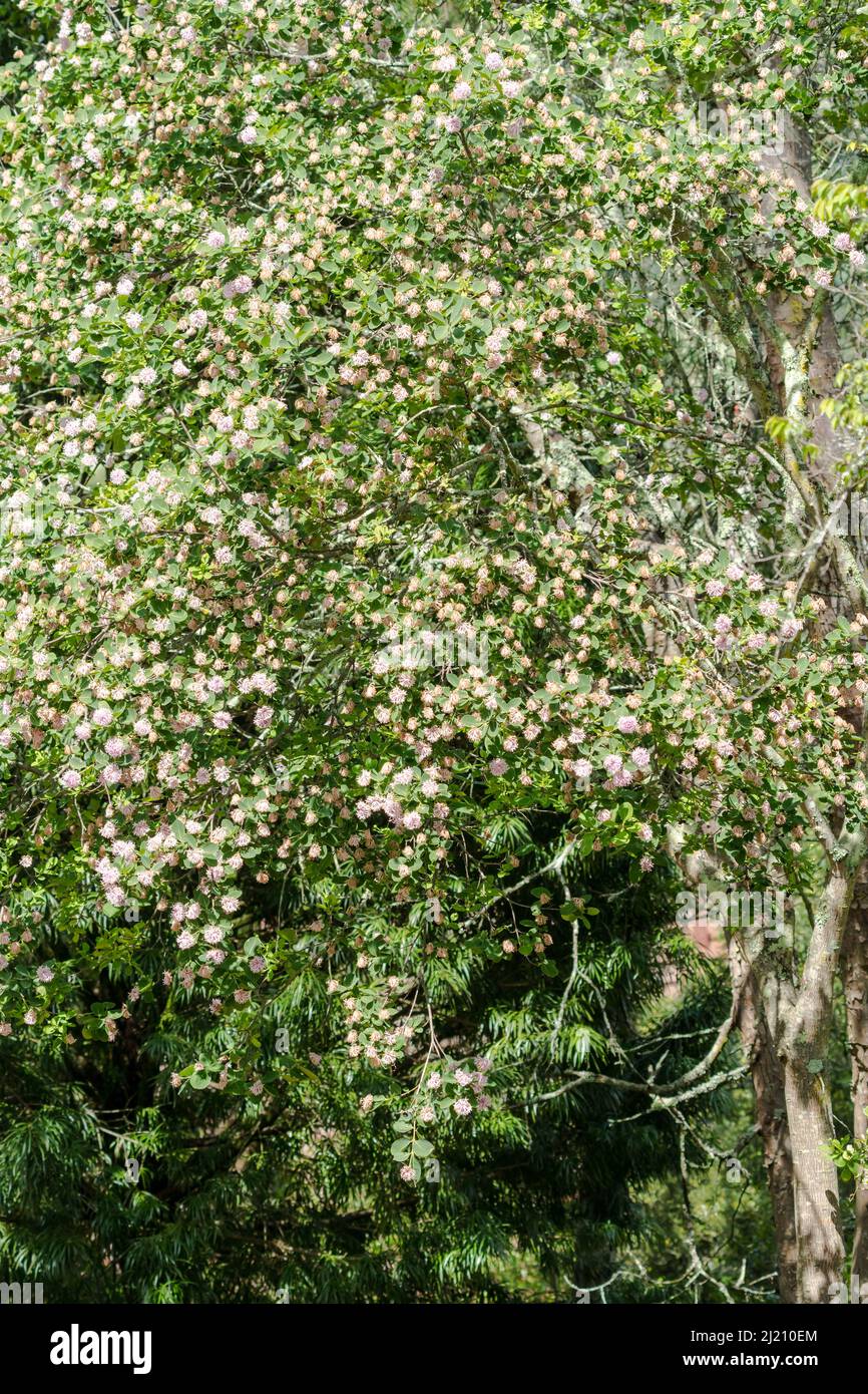 Dais cotinifolia or pompom tree in flower or blooming in the Drakensberg region of South Africa in Summer Stock Photo