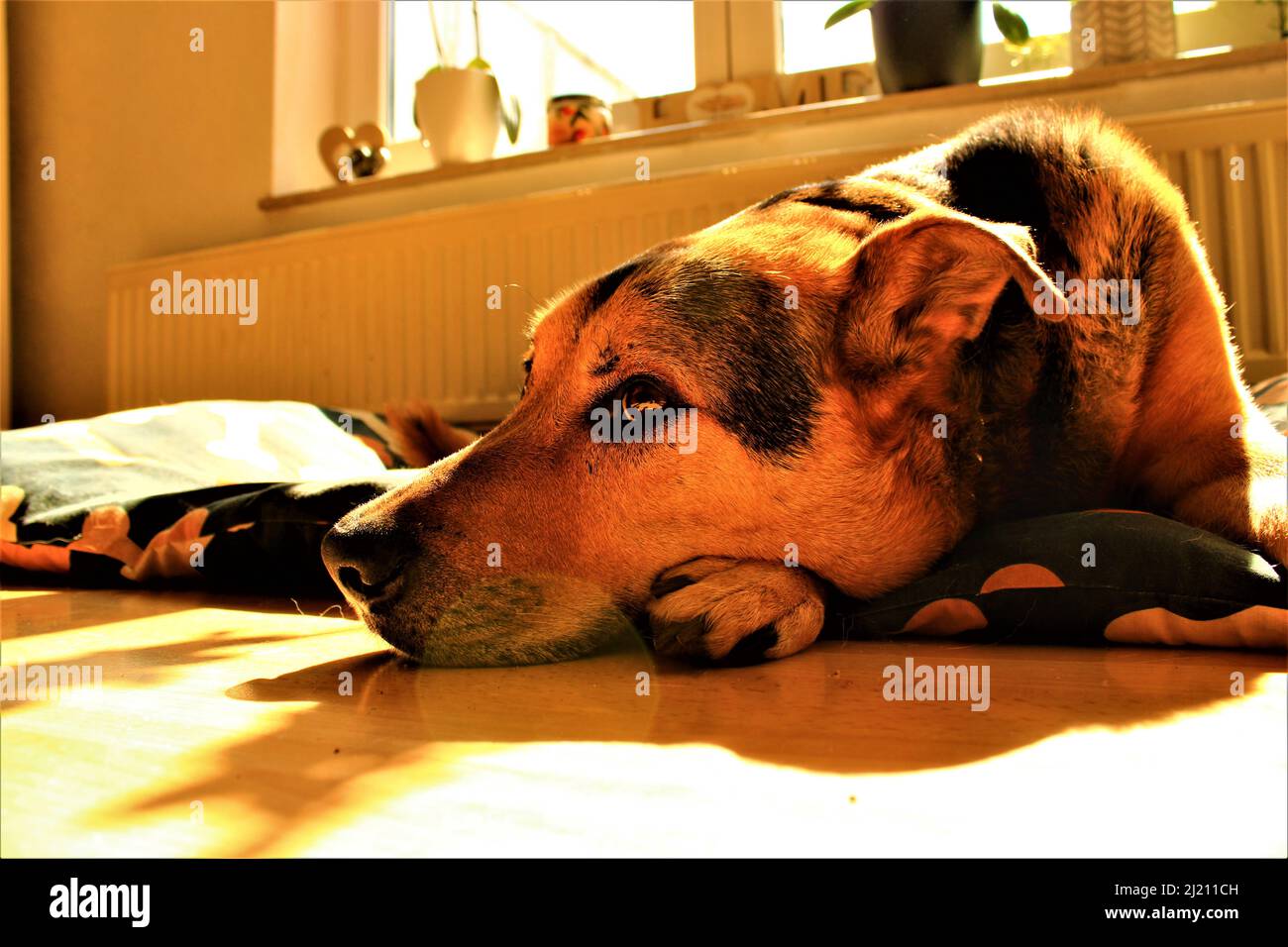A cute dog lying on the floor Stock Photo - Alamy