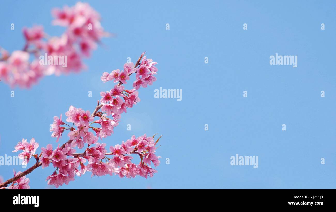 landscape of beautiful cherry blossom pink Sakura flower branch against background of blue sky at Japan and Korea during spring season with copy space Stock Photo