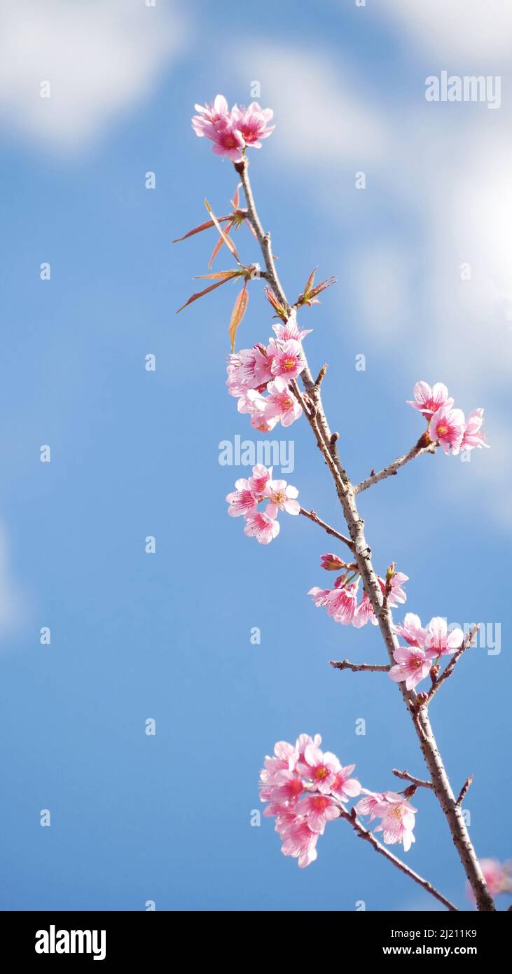 landscape of beautiful cherry blossom, pink Sakura flower branch against background of blue sky at Japan and Korea during spring season with copy spac Stock Photo