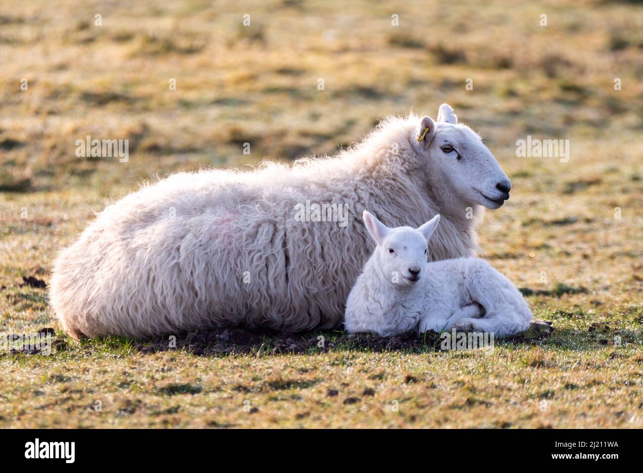 Near Tynygraig, Ceredigion, Wales, UK. 29th March 2022  UK Weather: A Spring lamb lying next to its mother in the morning sunshine as temperatures feel a lot cooler this morning near Tynygraig in mid Wales. © Ian Jones/Alamy Live News Stock Photo
