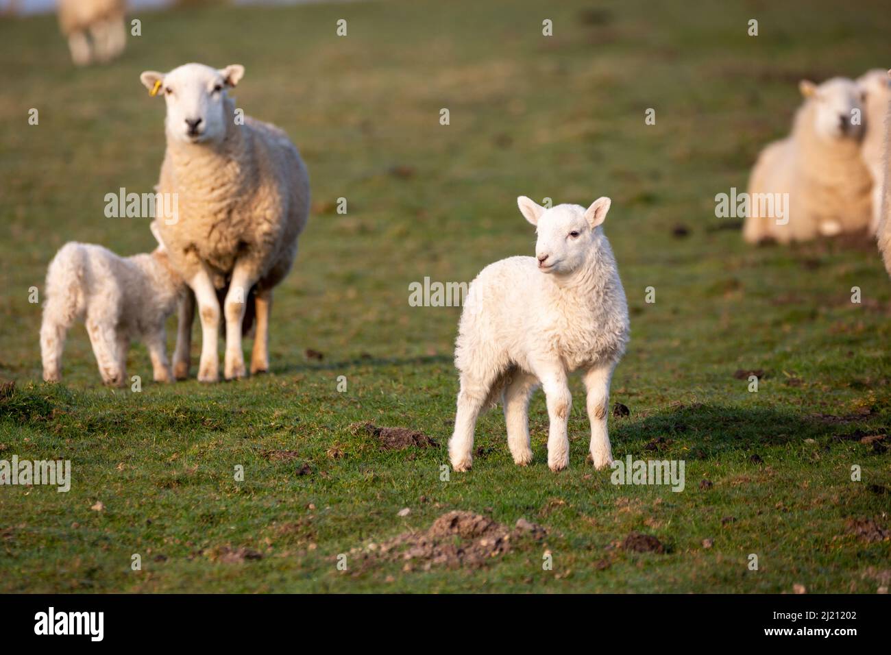 Near Tynygraig, Ceredigion, Wales, UK. 29th March 2022  UK Weather: A Spring lamb stands in the sunshine as temperatures feel a lot cooler this morning near Tynygraig in mid Wales. © Ian Jones/Alamy Live News Stock Photo