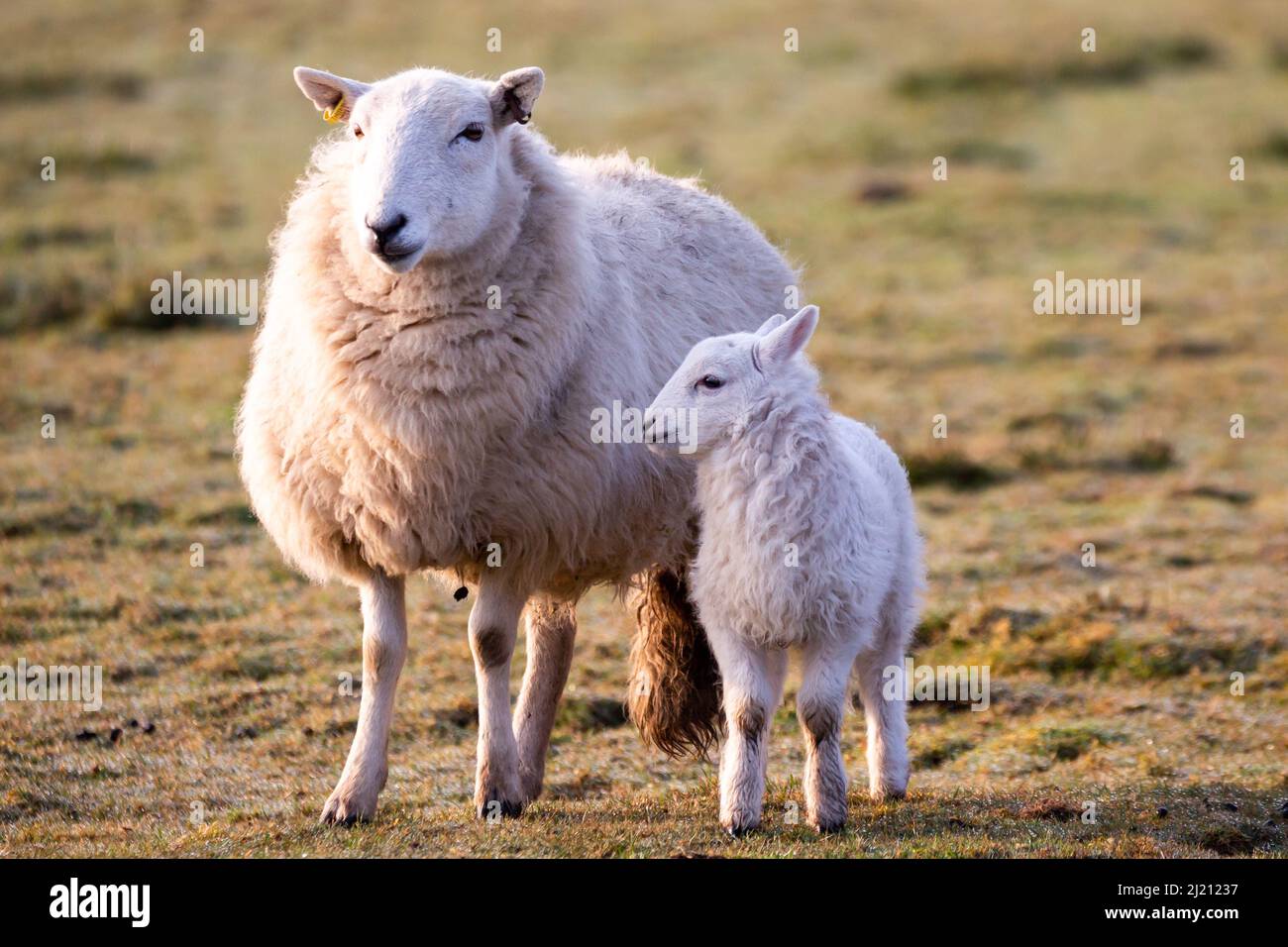 Near Tynygraig, Ceredigion, Wales, UK. 29th March 2022  UK Weather: A lamb standing next to its mother in the morning sun, as temperatures feel a lot cooler this morning near Tynygraig in mid Wales. © Ian Jones/Alamy Live News Stock Photo