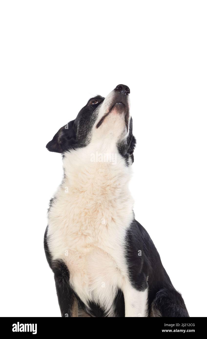 Black and white dog isolated on a white background Stock Photo - Alamy