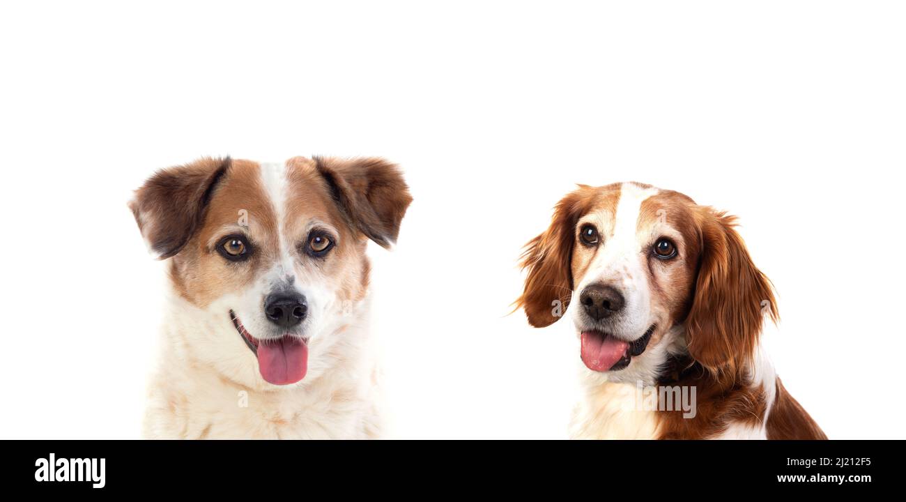 Cute dogs isolated on a white background Stock Photo - Alamy