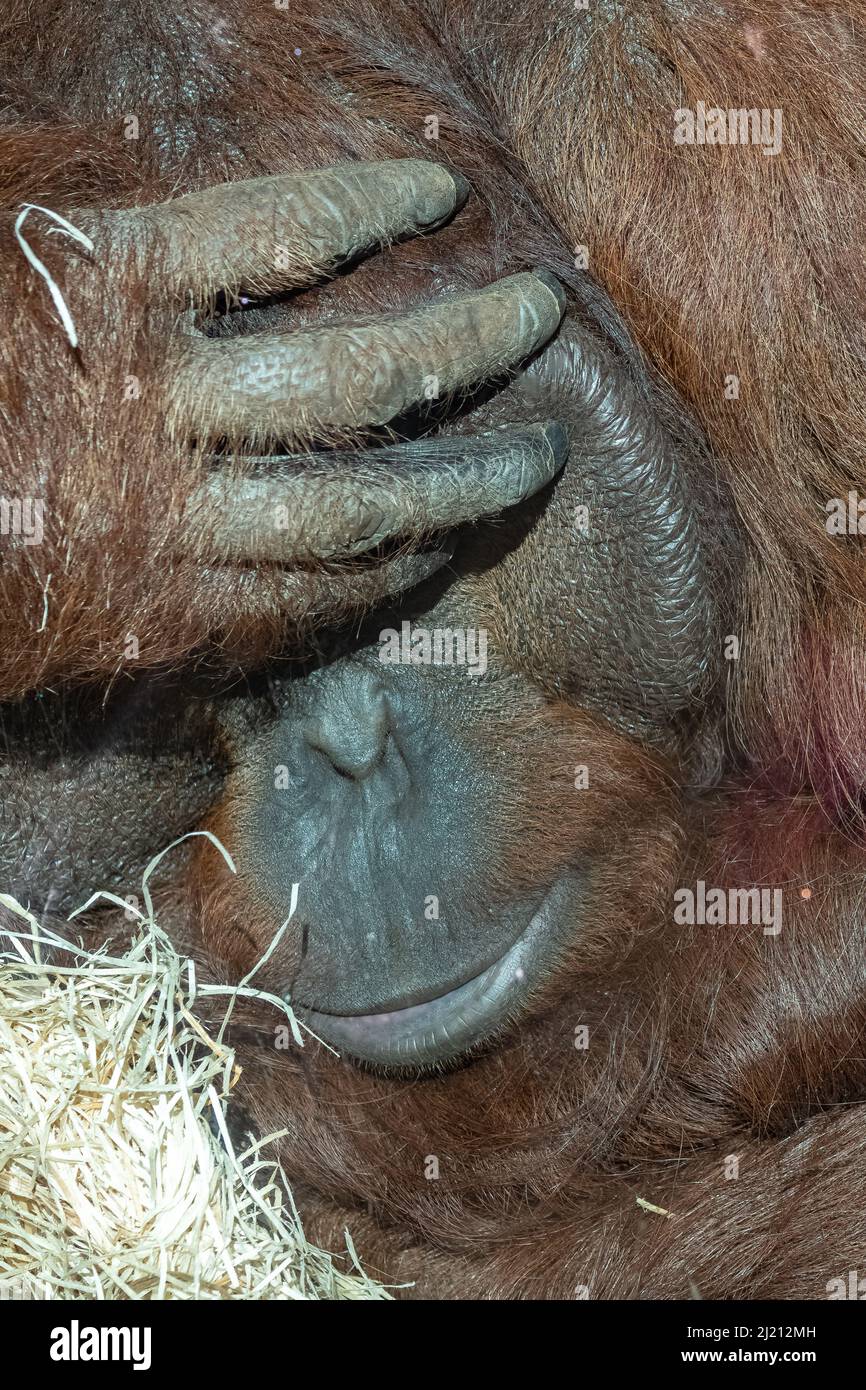 An orangutan male, portrait of the head Stock Photo