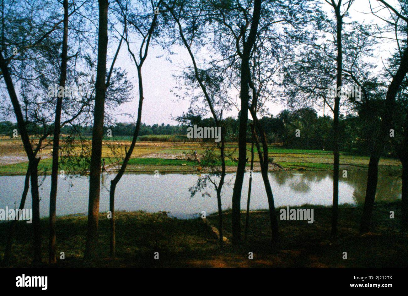 Bay of Bengal India River Hoogly through trees Stock Photo